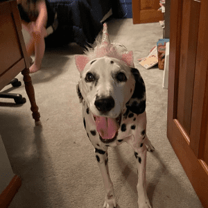 A dalmatian trained in animal therapy for depression