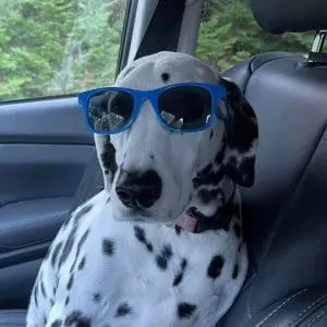 Ember, a dalmatian skilled in animal therapy for depression