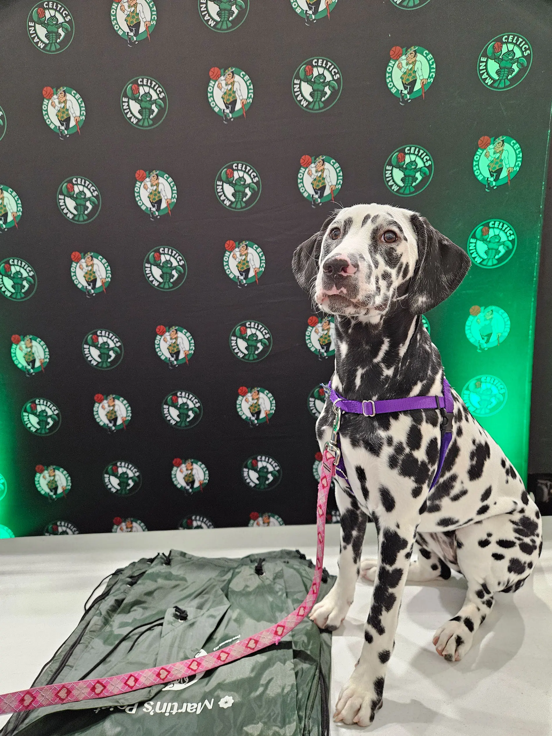a dalmatian in a veterans support organization
