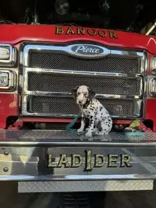 small dalmatian puppy in service dog training on the front of a firetruck