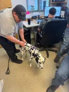 Working therapy dog in office being petted by man in a hat