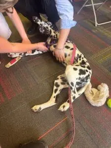 Embers Paws of Hope therapy dogs