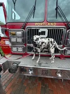 first responder therapy dog posing on the front of a fire truck | mental health resources