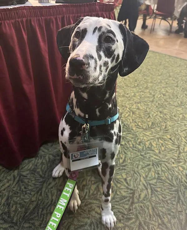 Halligan, a comfort dalmatian for first responders