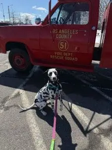 therapy dog for first responders in from of Los Angeles county fire dept. truck