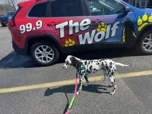 trained therapy dog in front of the wolf 99.9 suv