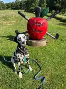 dalmatian in front of Apple Valley golf sign