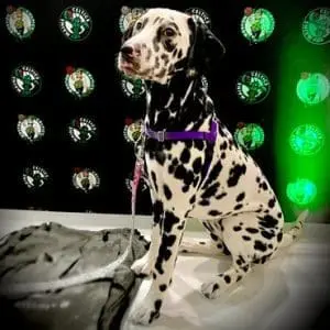 a dalmatian service dog for PTSD