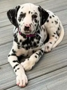 a dalmatian puppy lying on a porch