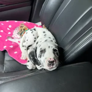 a small dalmatian being an advocate for a service dog non profit